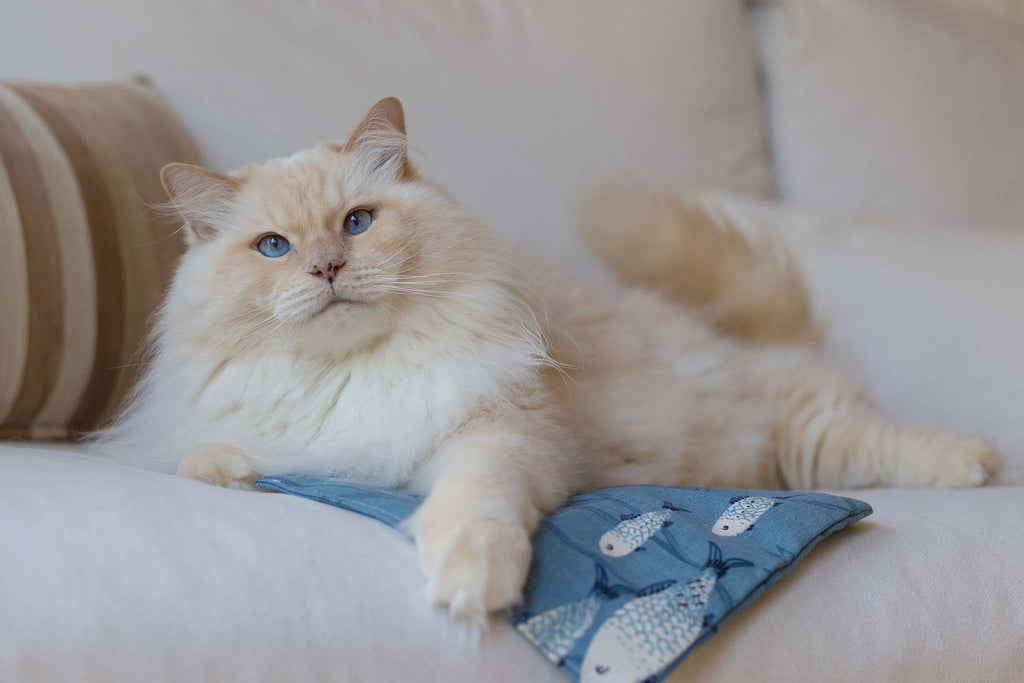 limited: aquarium (Catnip + Knister)