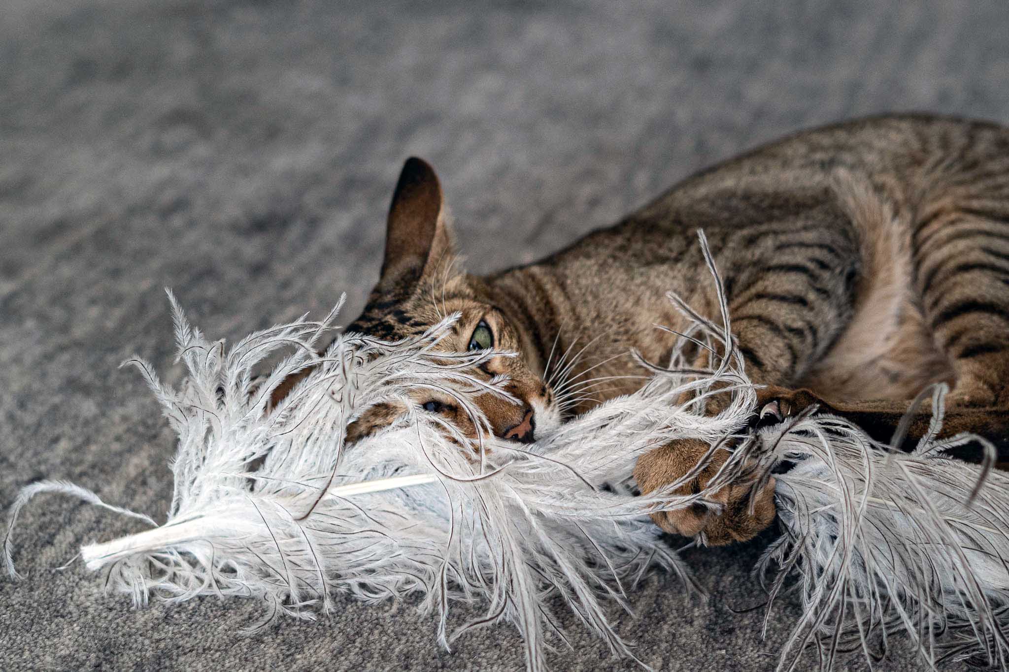 Prachtfeder Byocks XXL