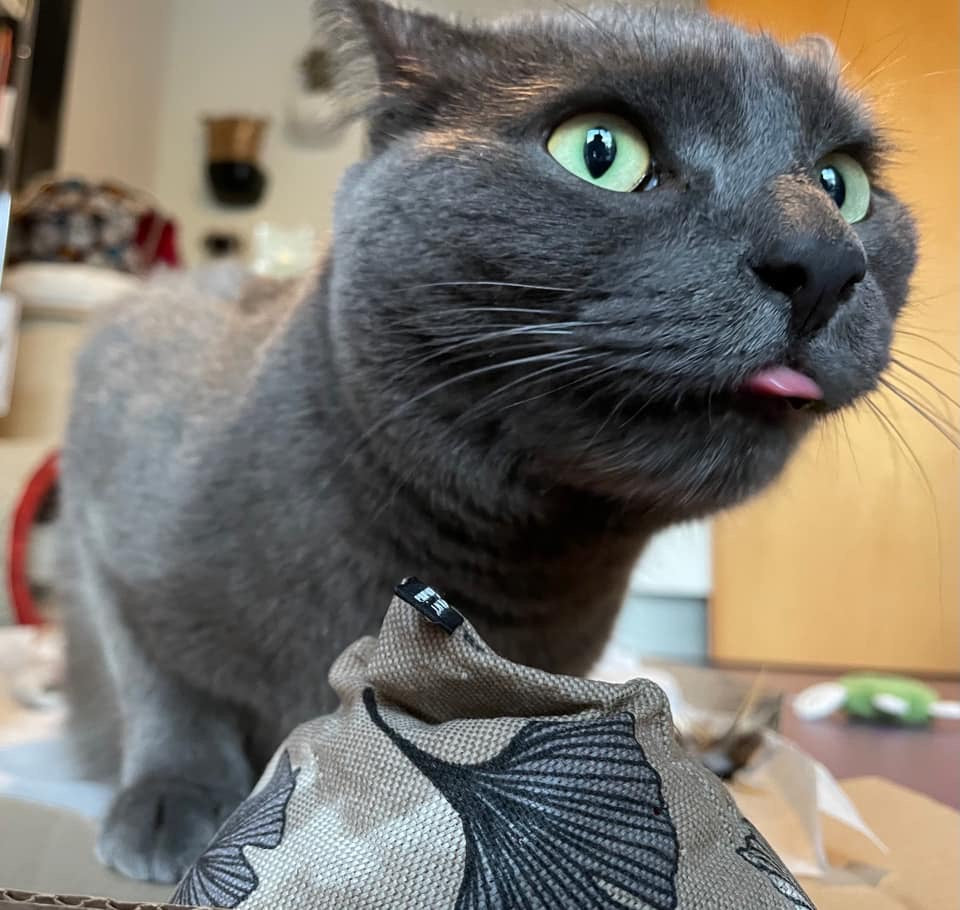 purramid Ginkgo (Baldrian + Catnip)