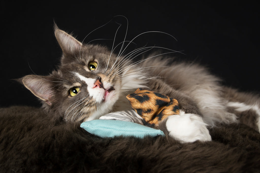 cuddle Bio-Baldrianwurzel