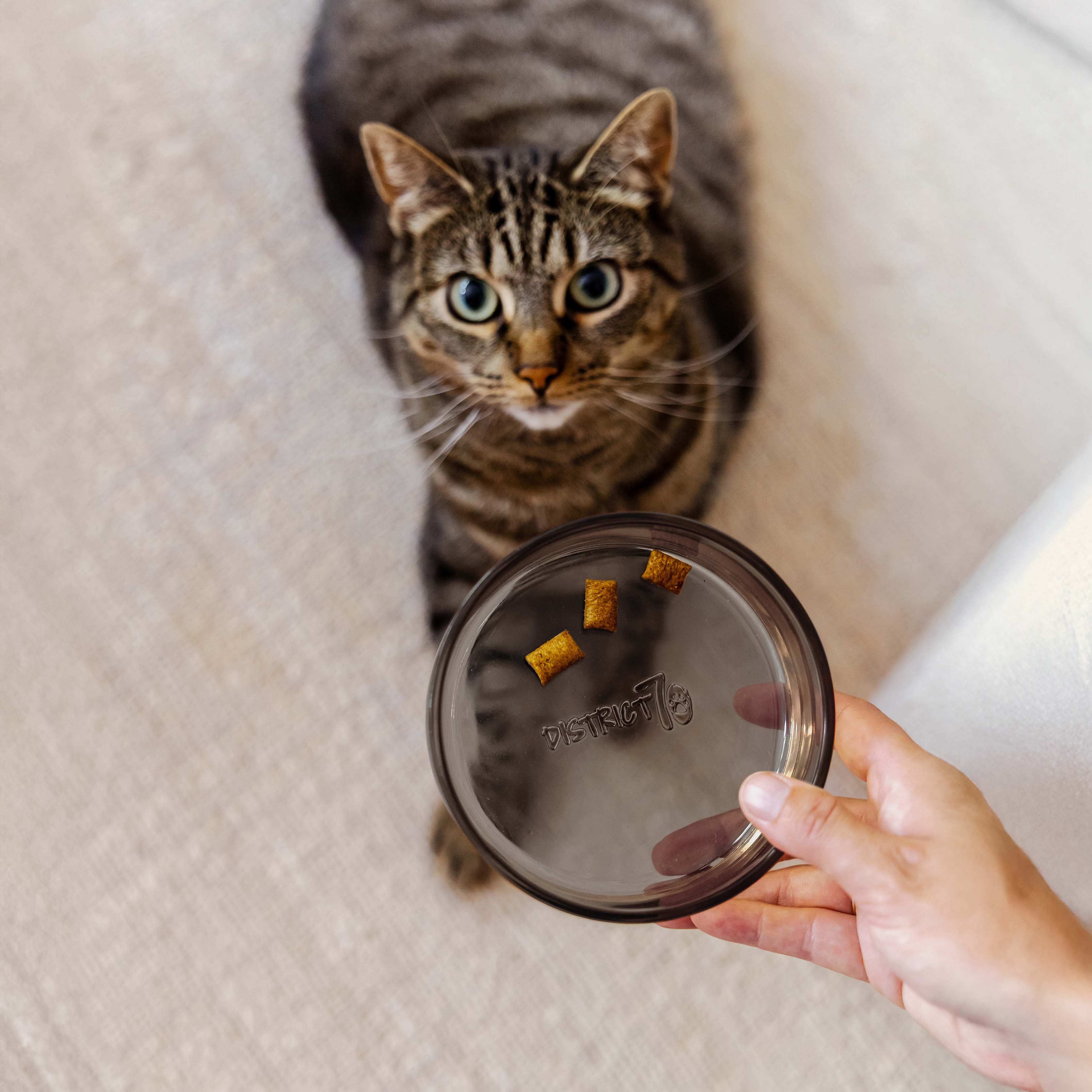Dawn Katzenfutternapf aus Glas