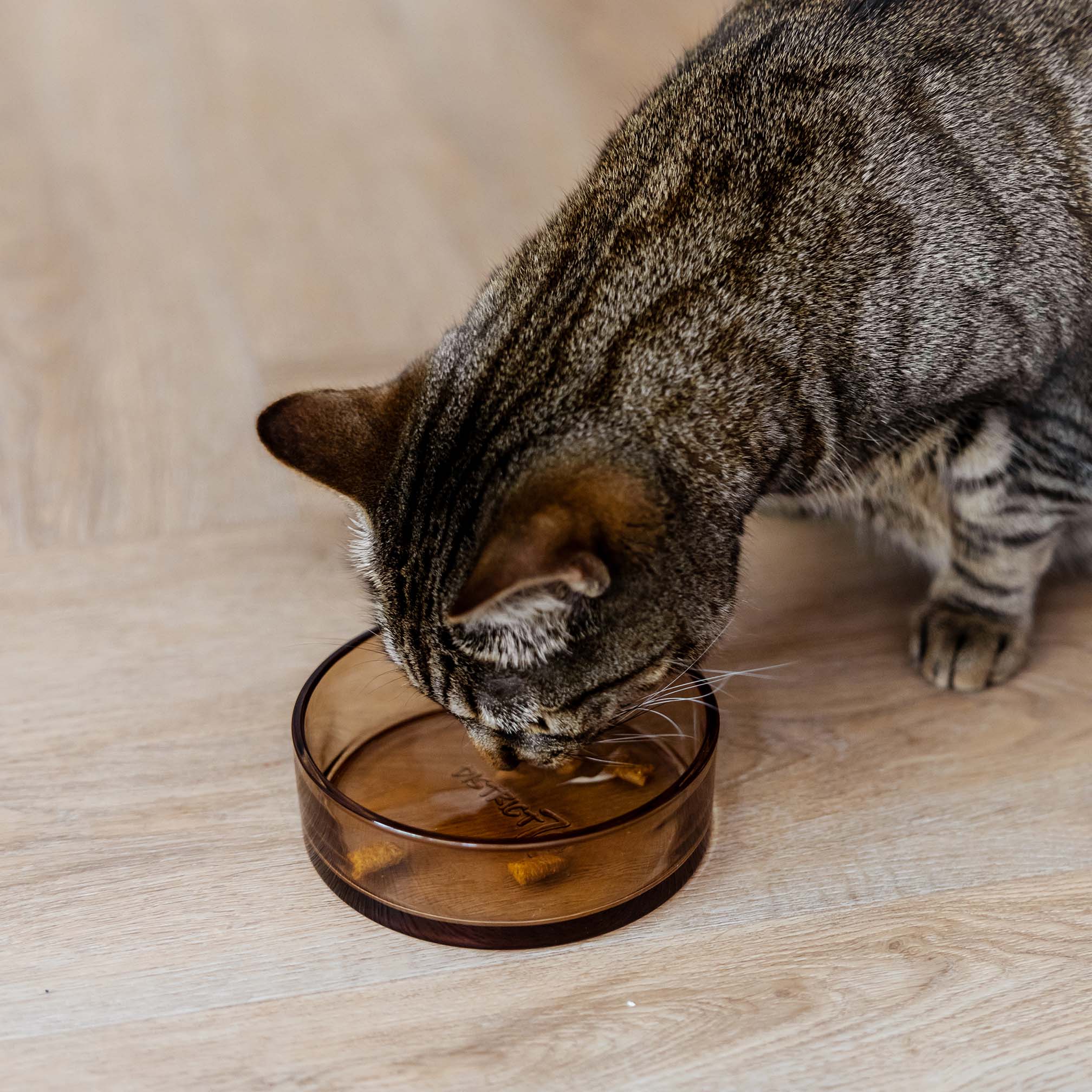 Dawn Katzenfutternapf aus Glas