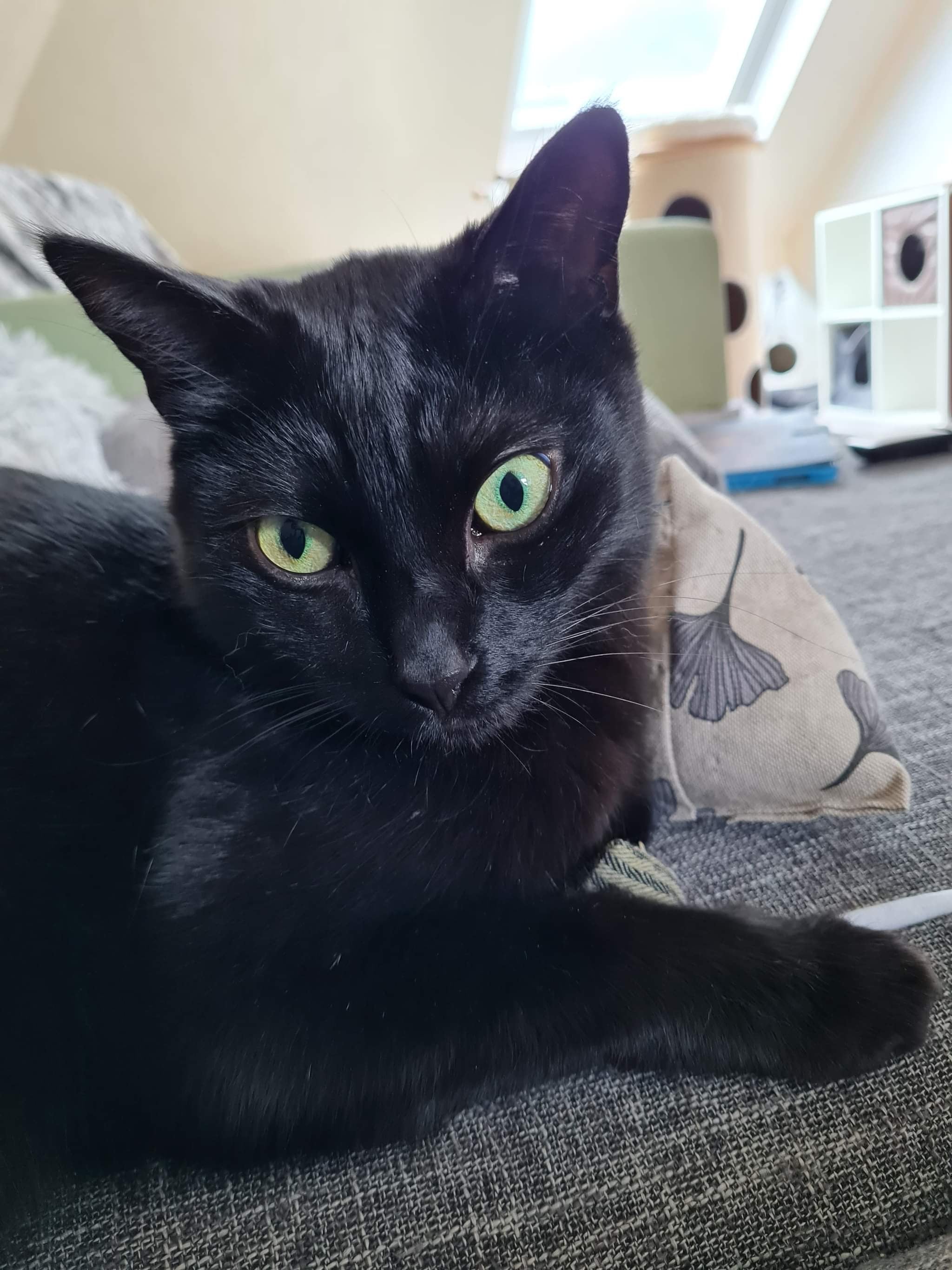 purramid Ginkgo (Baldrian + Catnip)