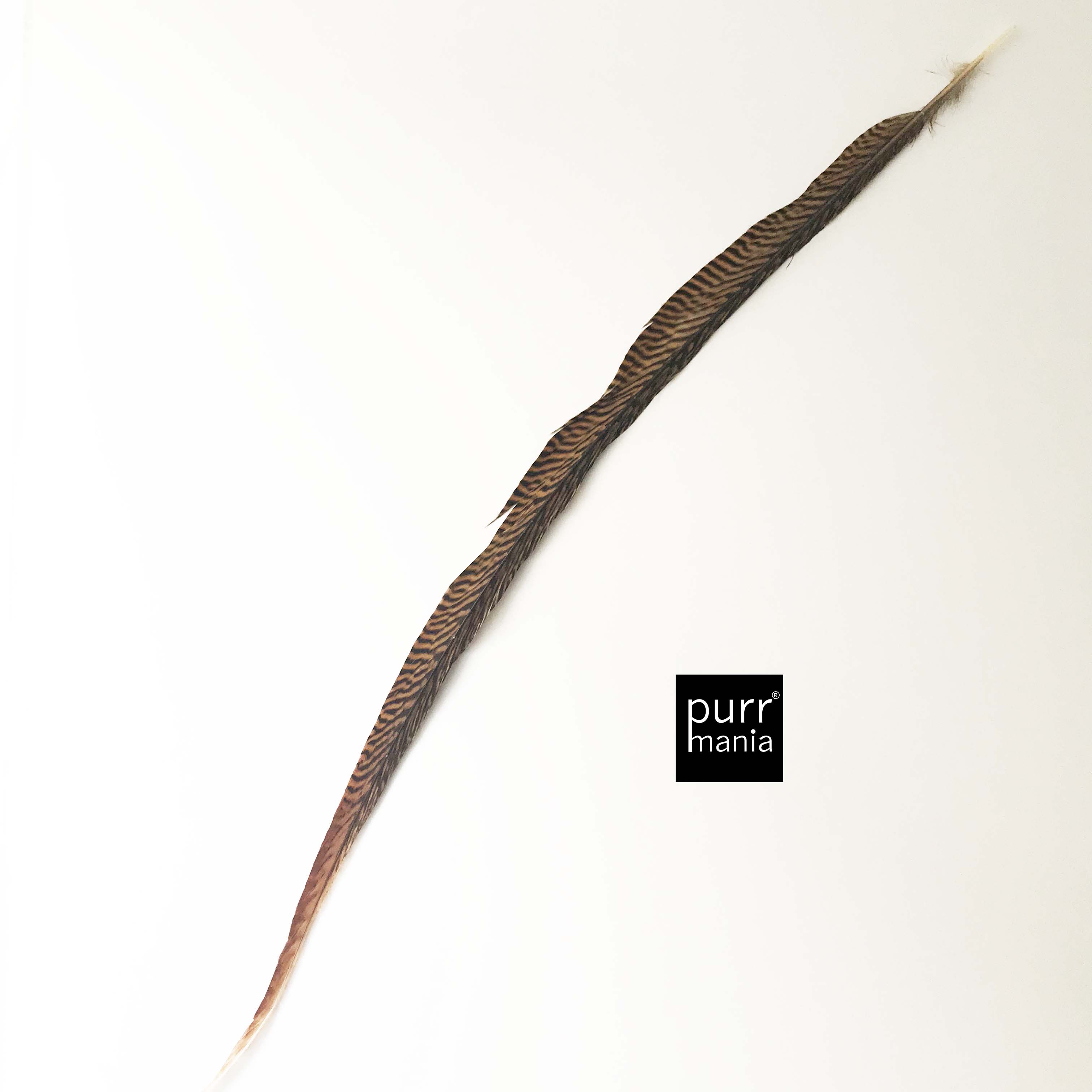 Fasanenfeder Xtra long