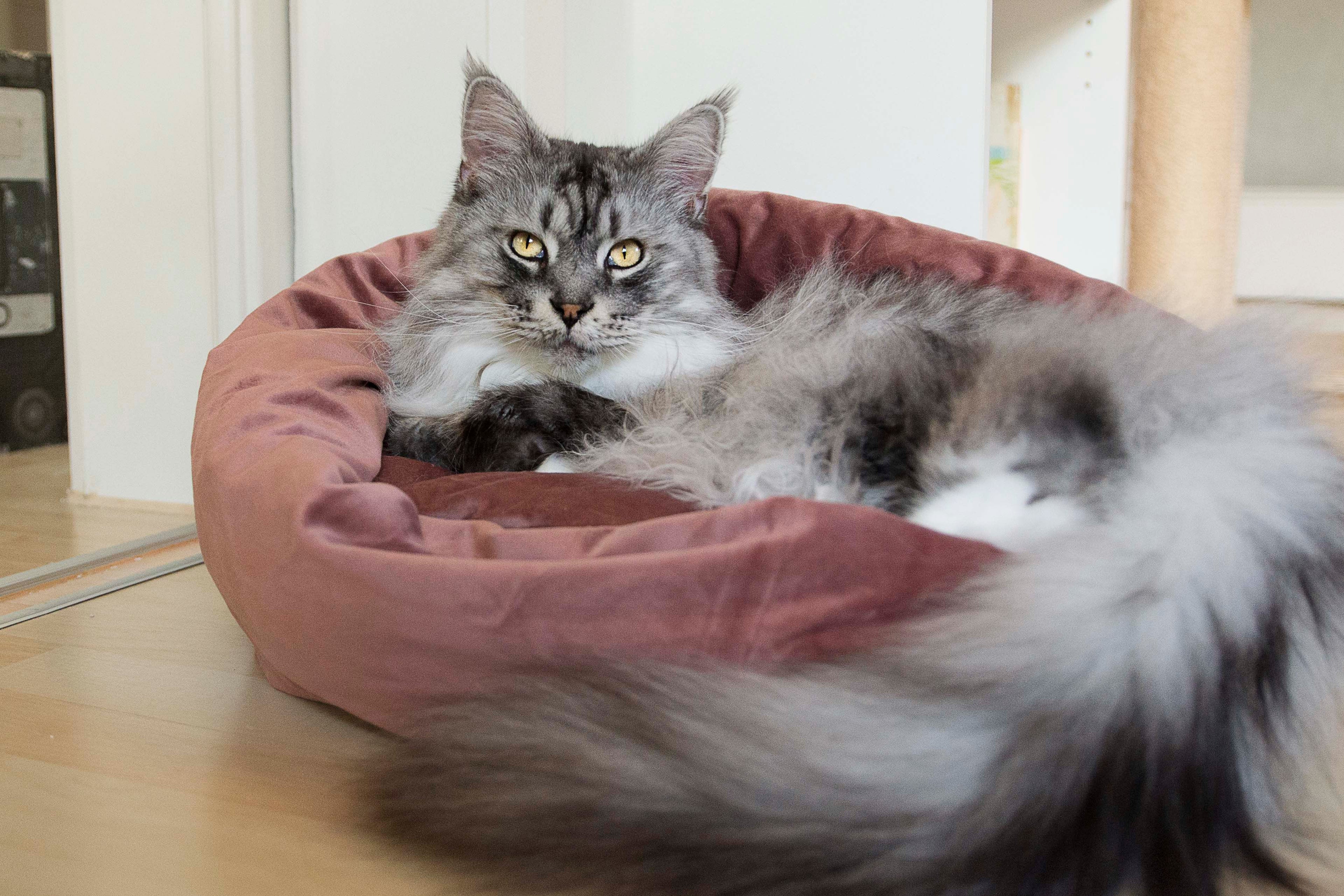 Katzenkörbchen Fluco, Designed by Lotte pink