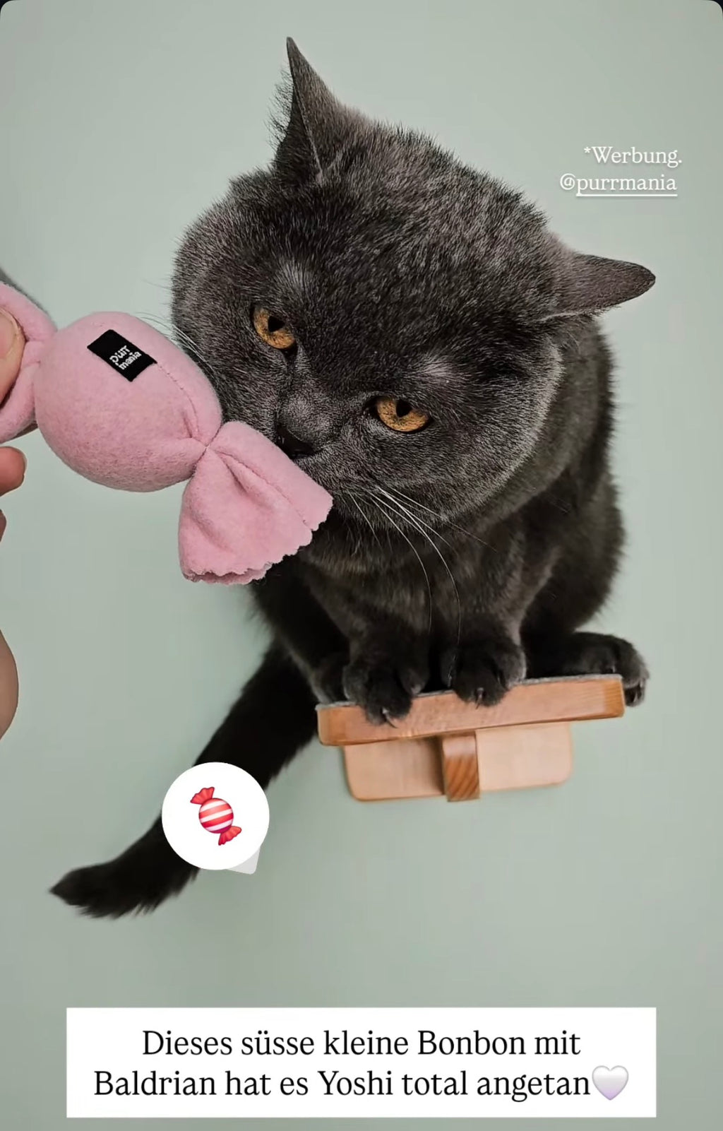 purrbon - Baldrian (Adventskalender 2025)