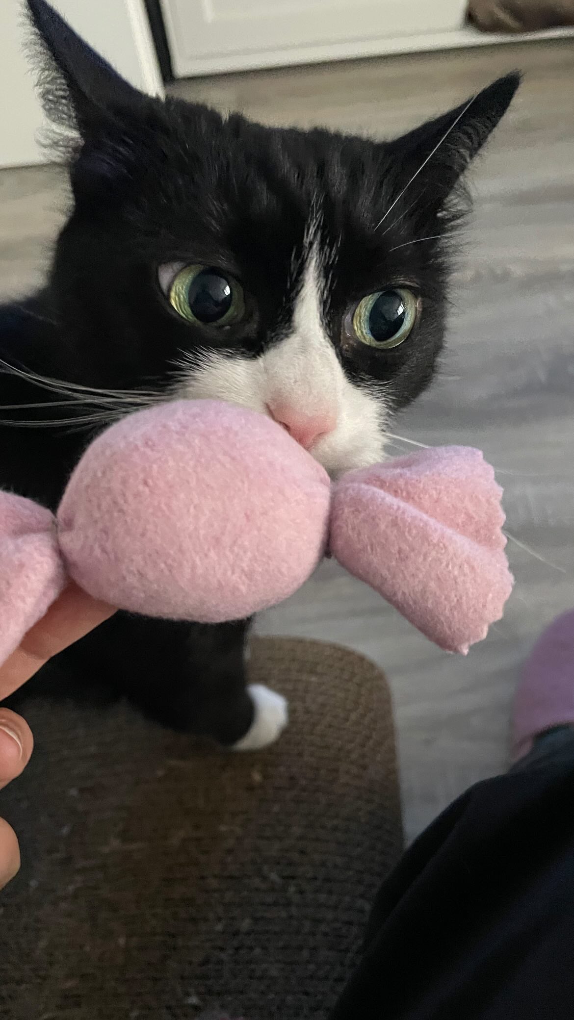 purrbon - Baldrian (Adventskalender 2025)