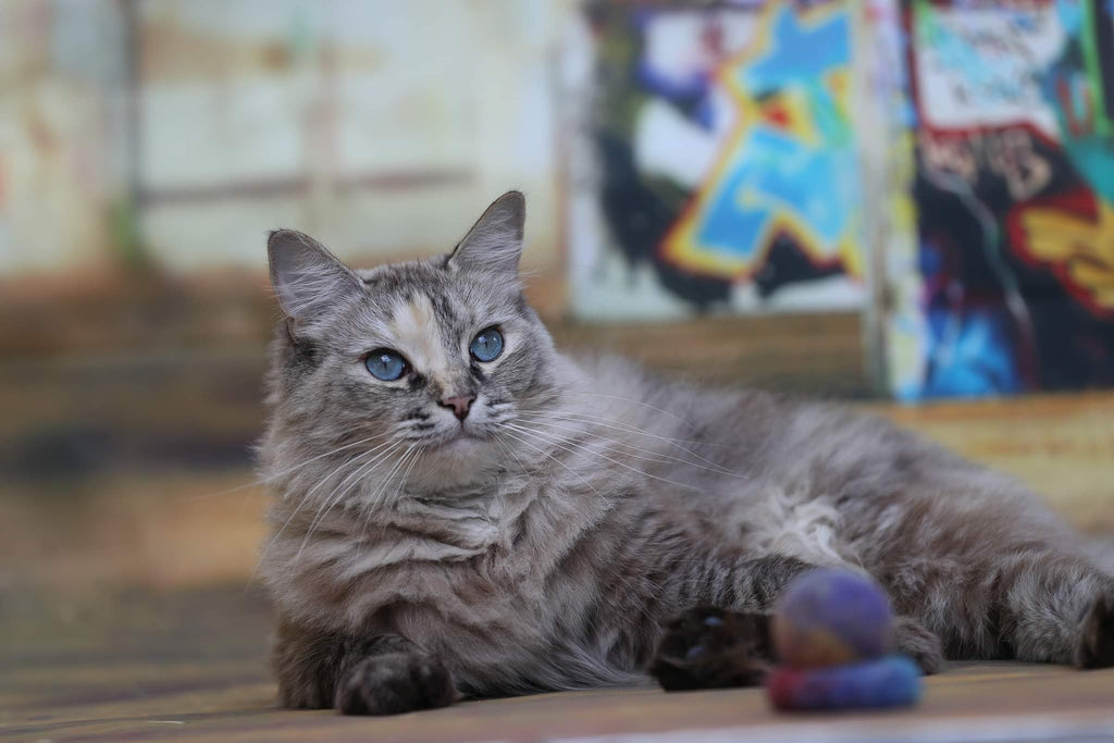 Graffiti Edition: Filz-Set 4 Teile