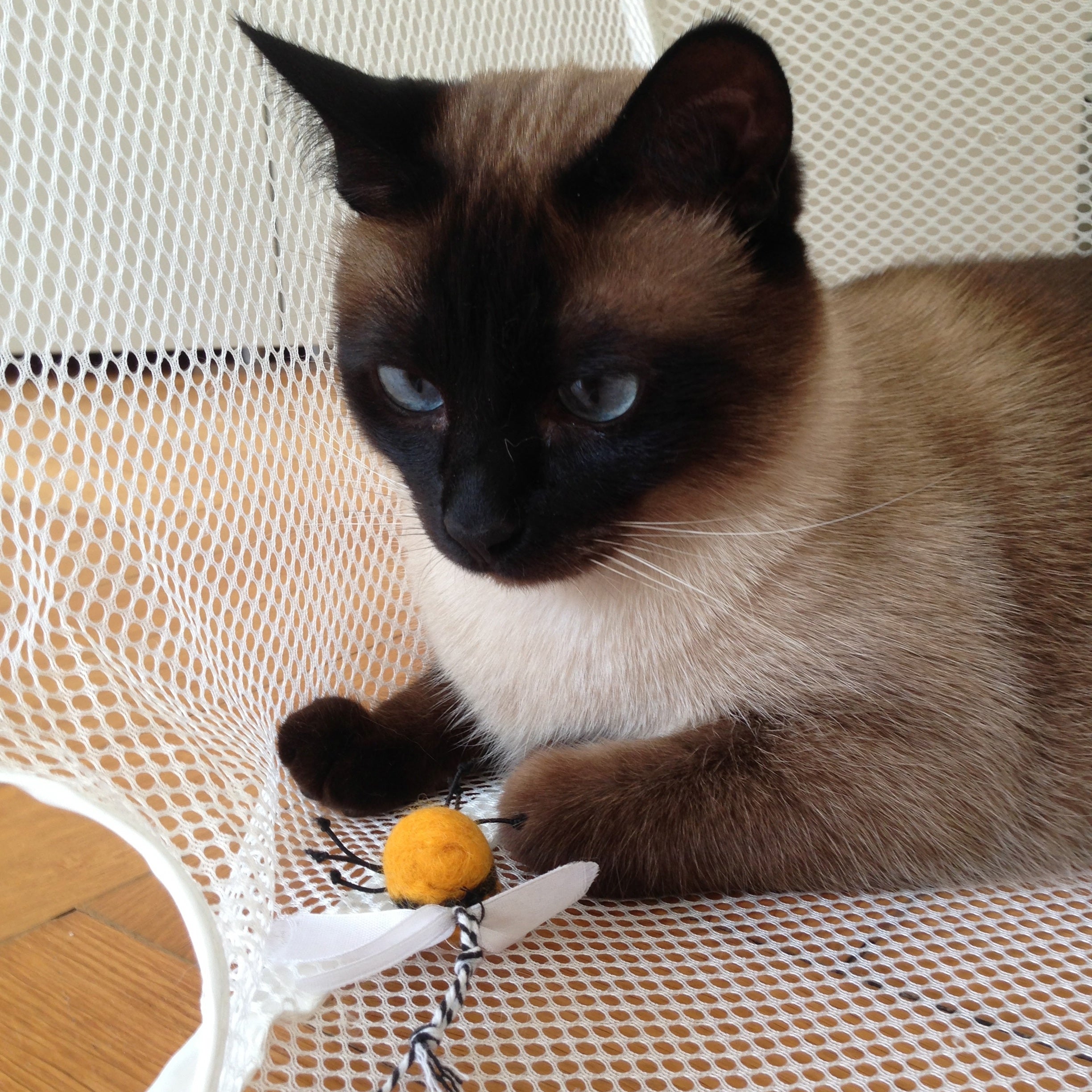 bumblebee Hummelangel