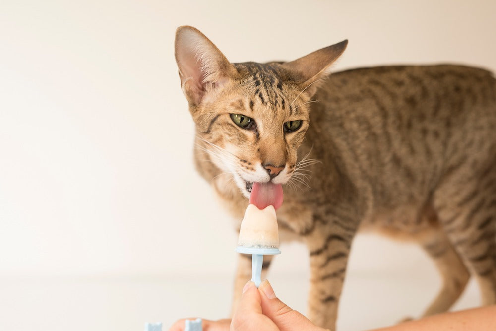 Katzeneis Set - Pulver und Förmchen