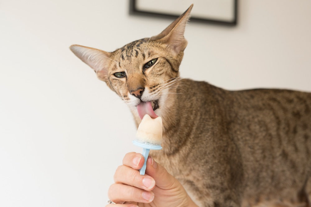 Katzeneis Set - Pulver und Förmchen