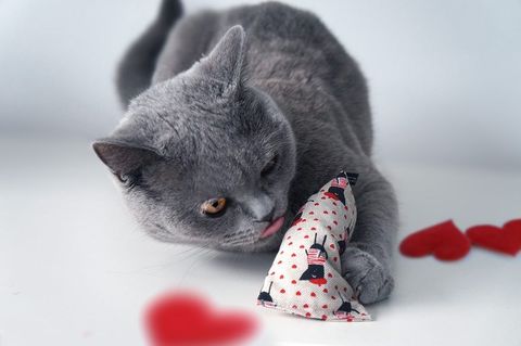 kicky ohlala Badriankicker