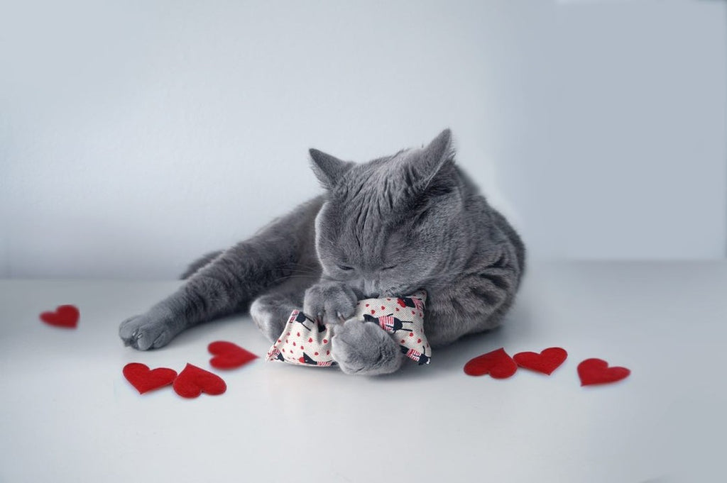 kicky ohlala Badriankicker