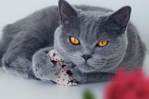 maty ohlala (Matatabi)