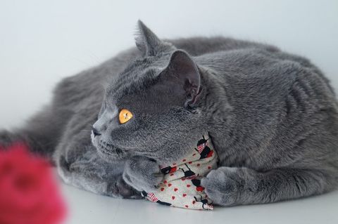 maty ohlala (Matatabi)