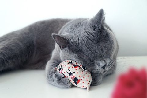 maty ohlala (Matatabi)