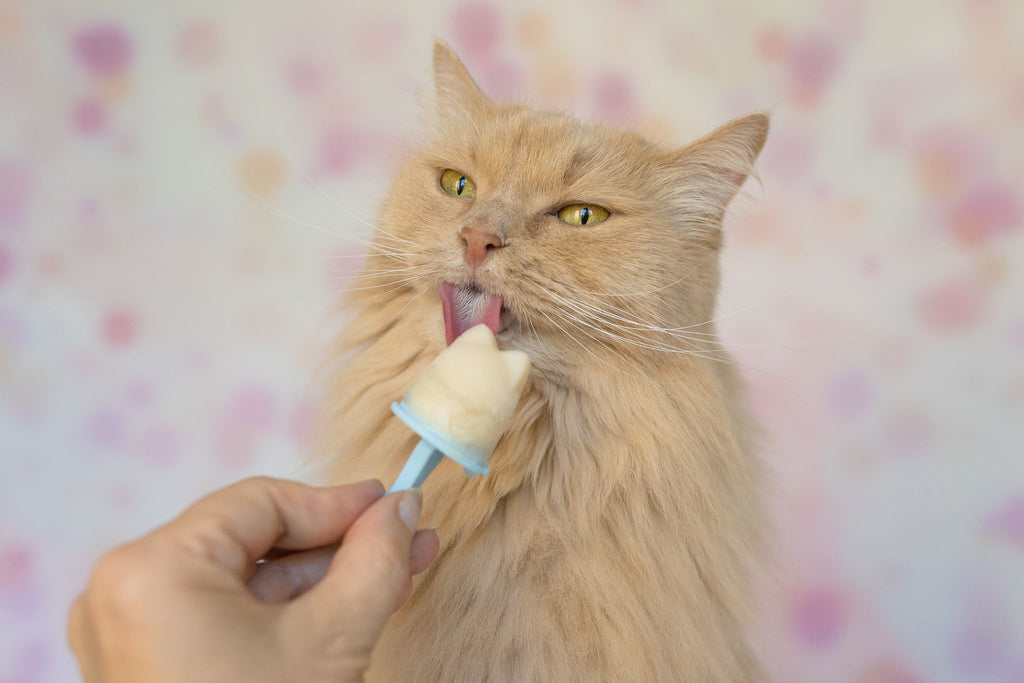 Katzeneispulver: Superfood Ice Cream for Cats 70 Gramm