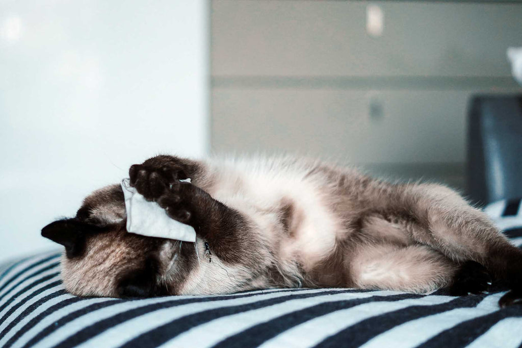 tea bag fresh mint (Catnip)