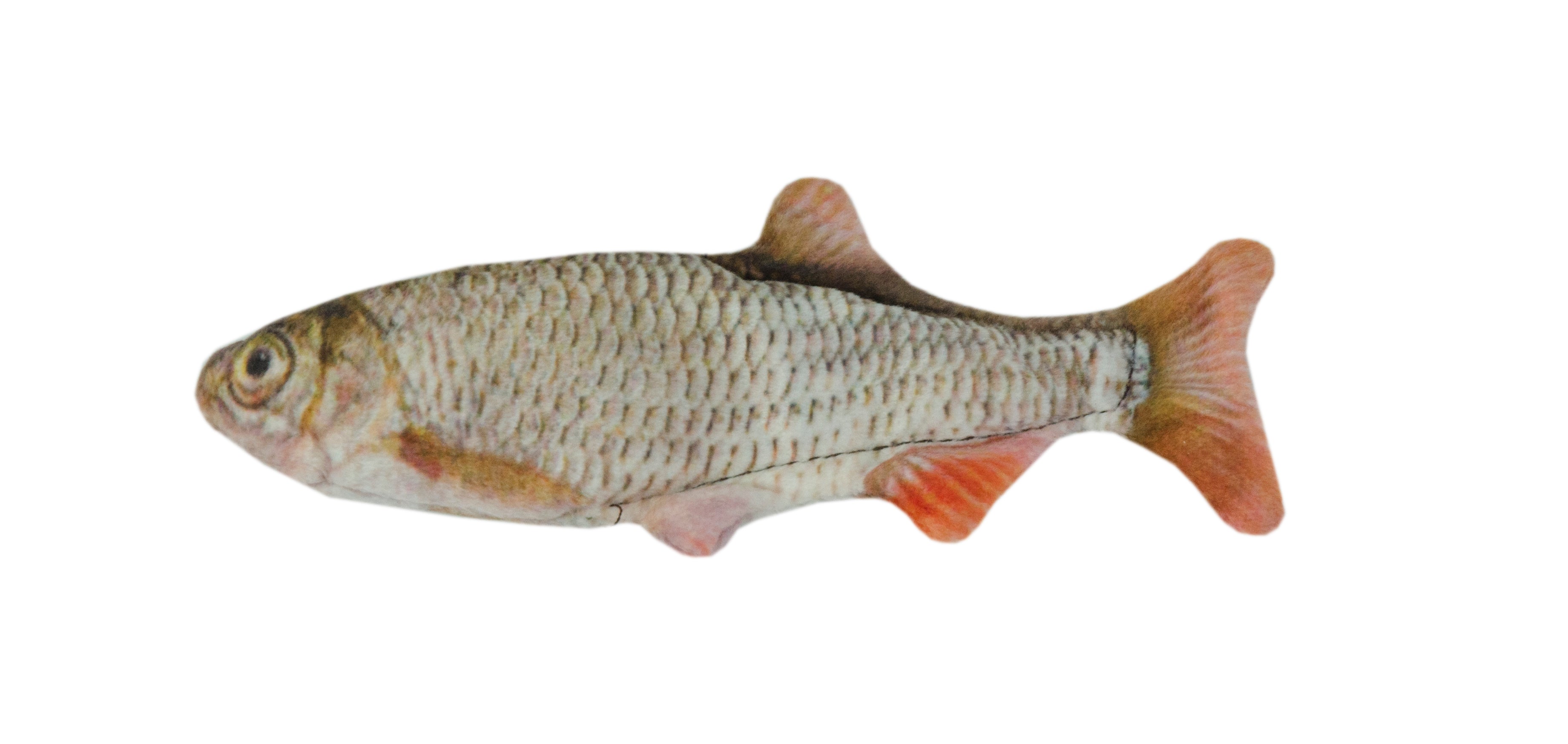 Wild Life Cat Roach (Rotaugenfisch)