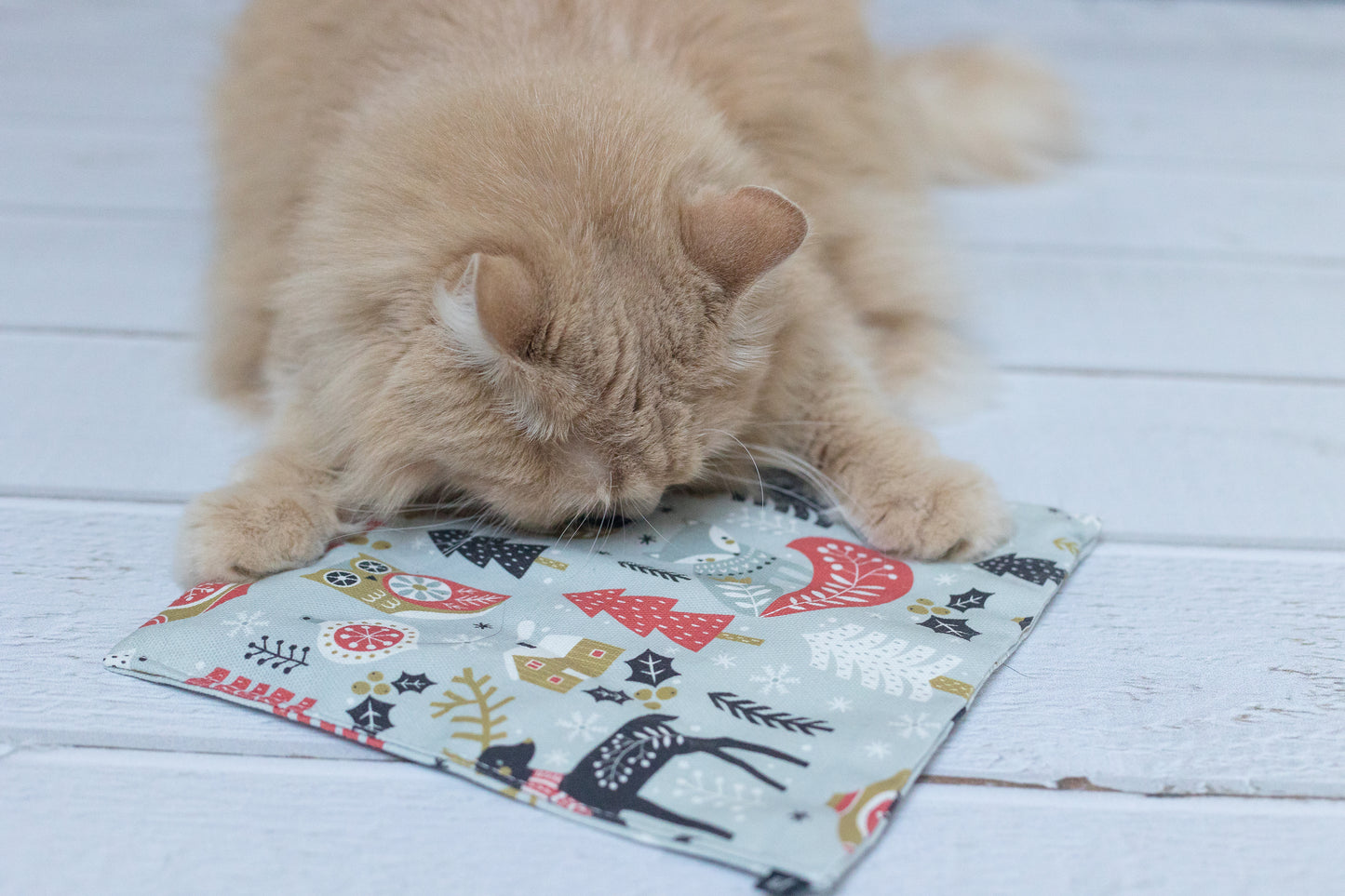 winter wonder crinkle