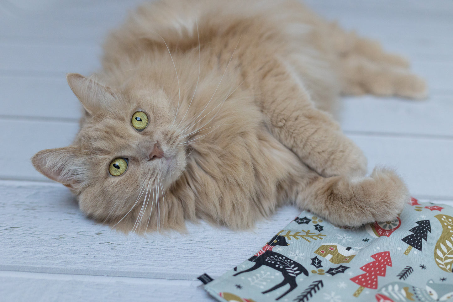 winter wonder crinkle