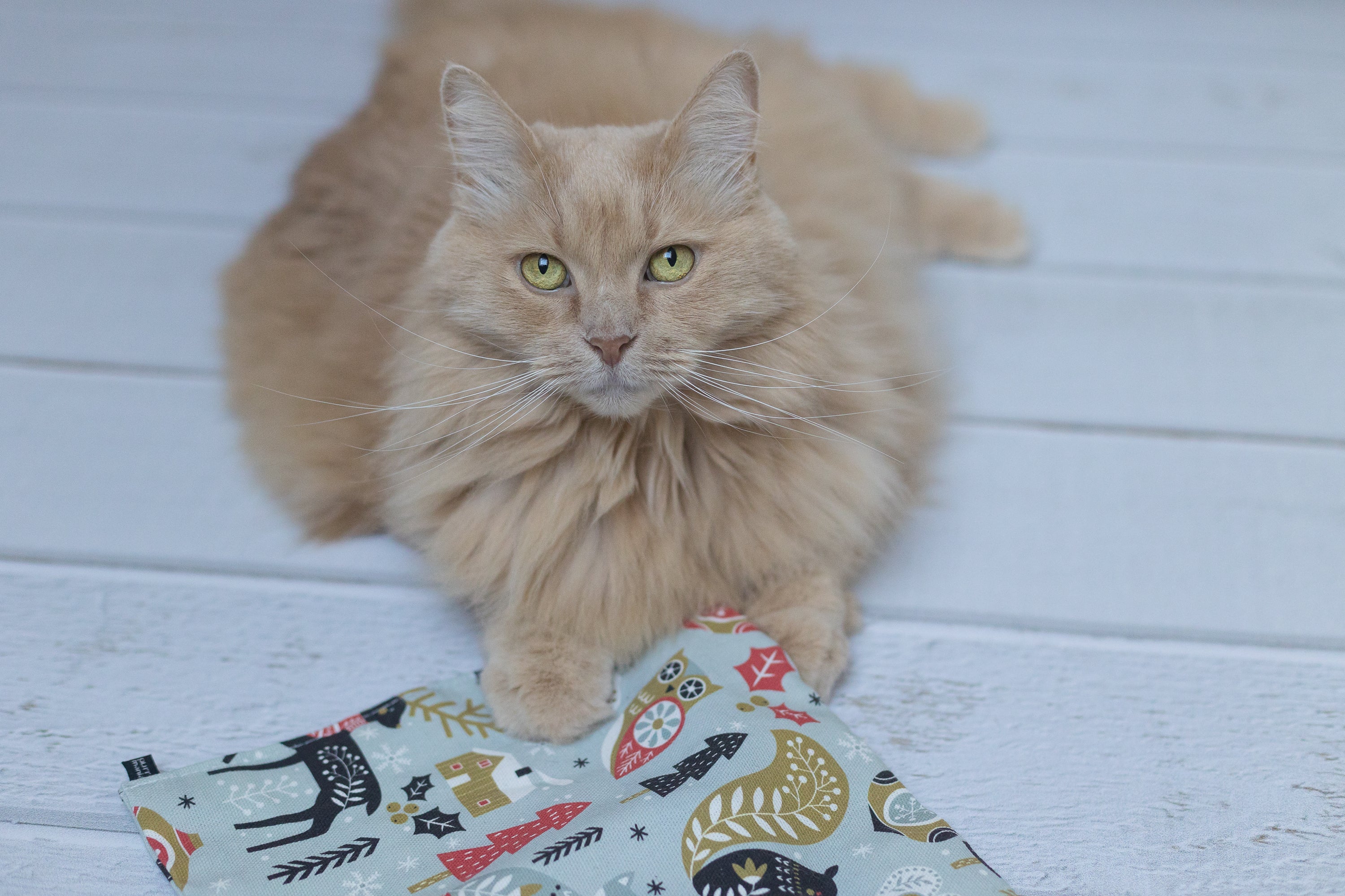 winter wonder crinkle