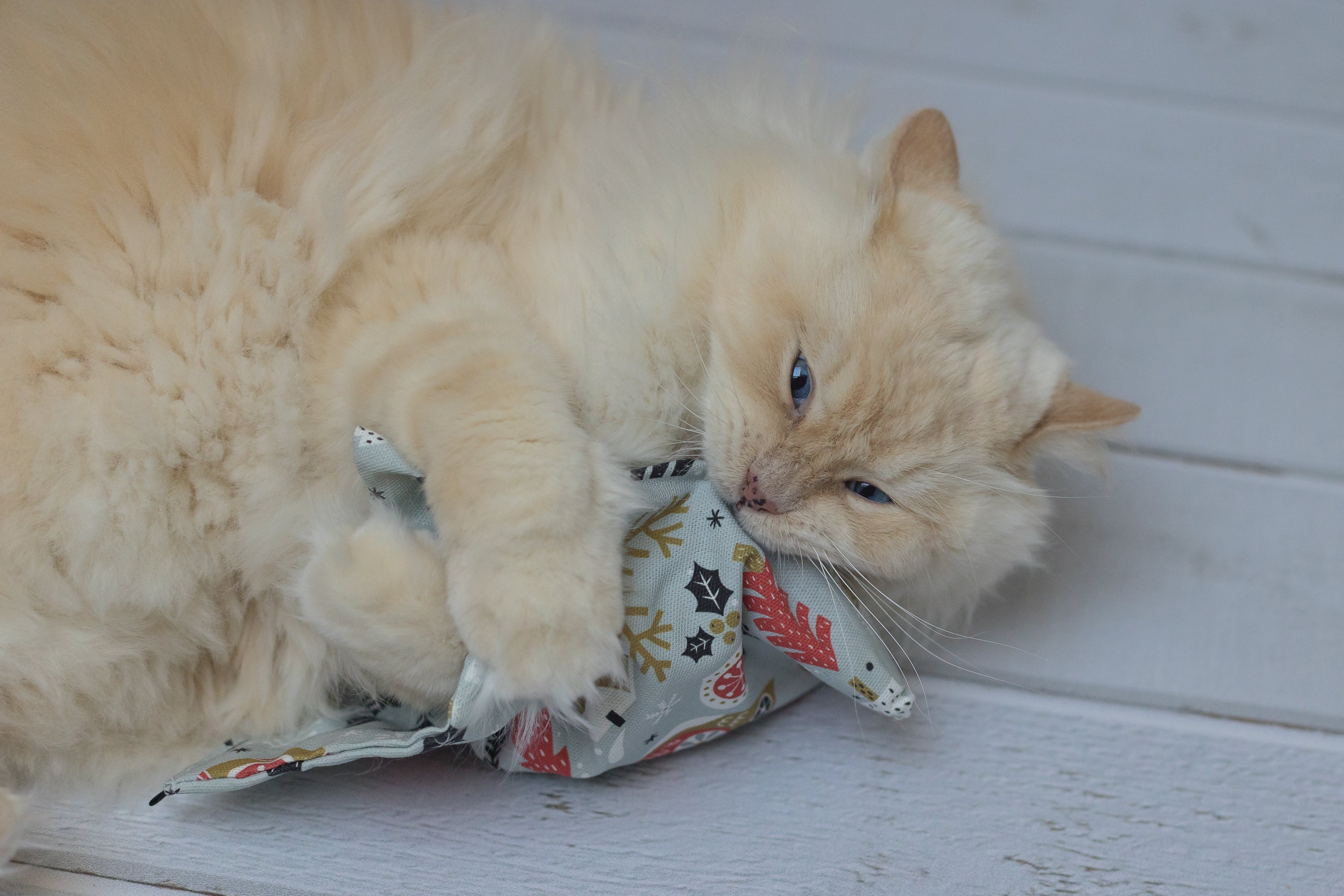 winter wonder crinkle