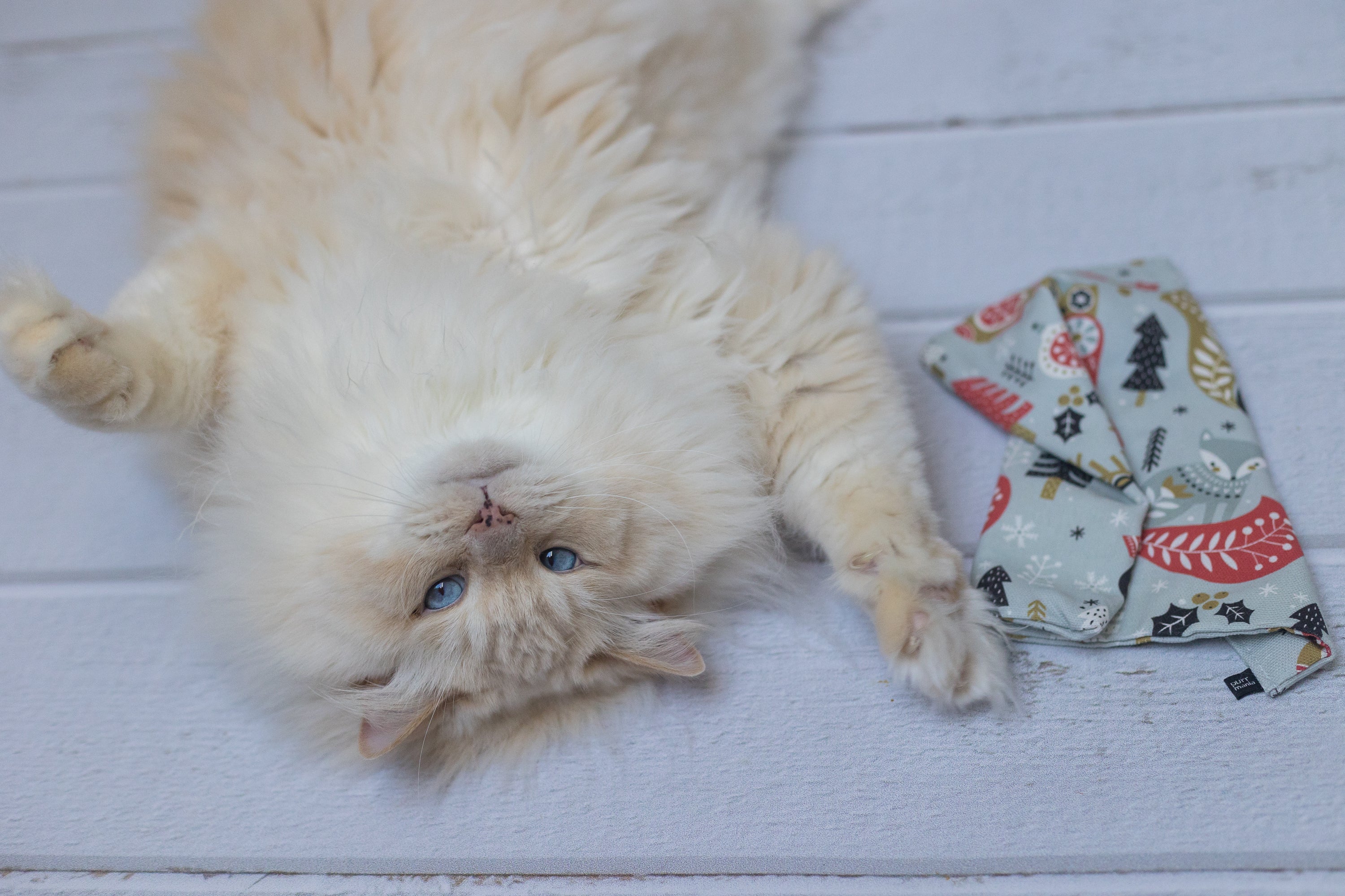 winter wonder crinkle