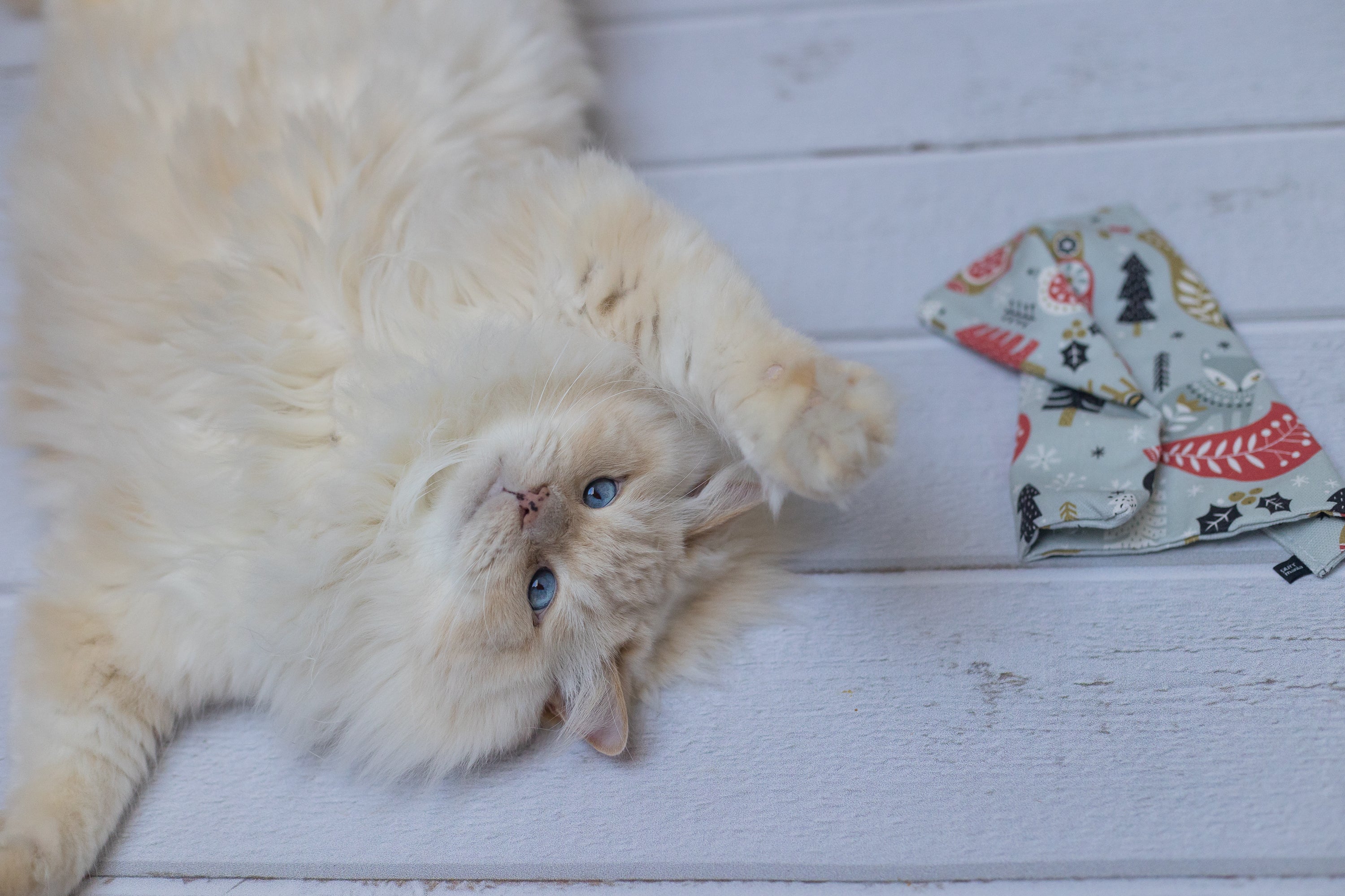 winter wonder crinkle