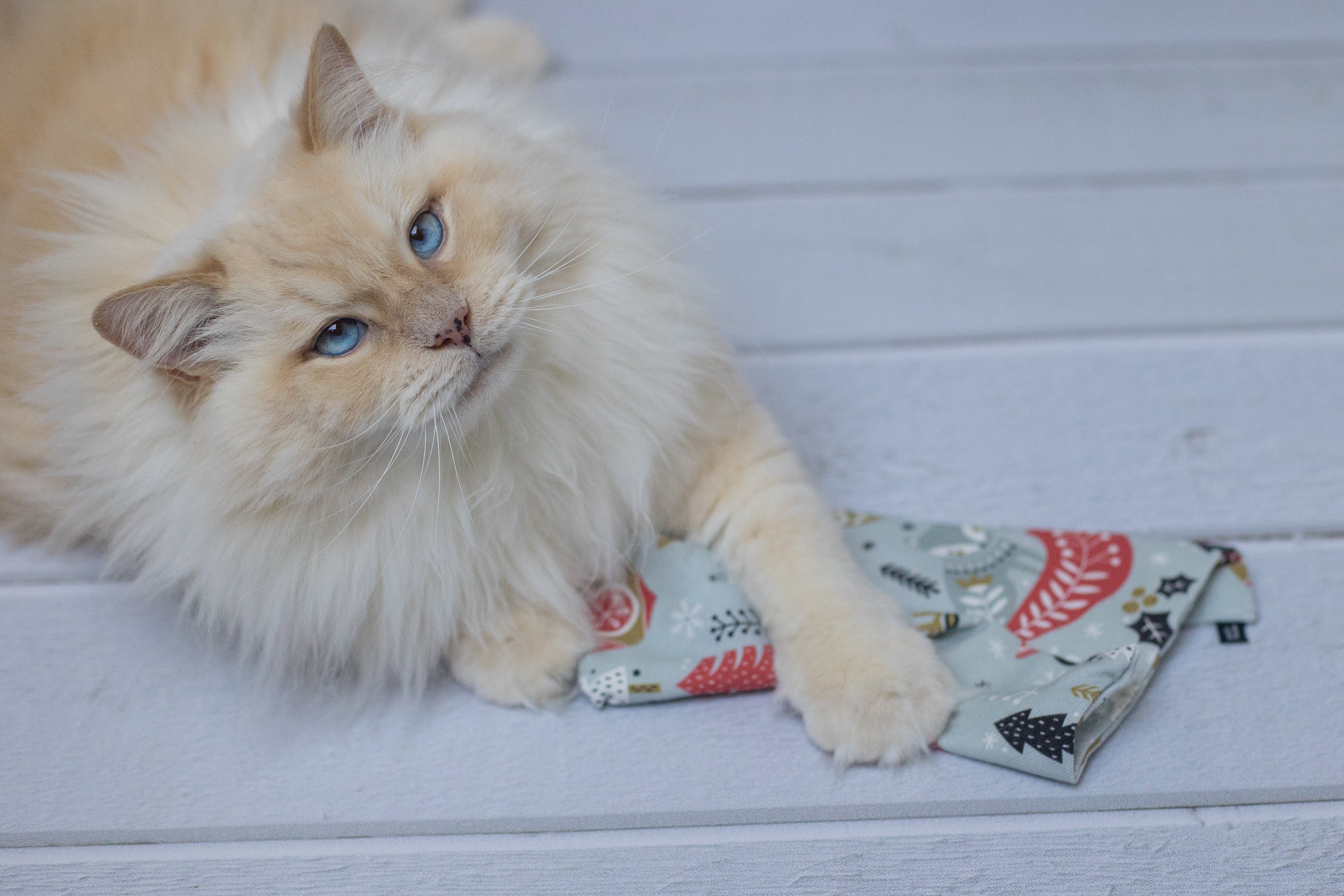 winter wonder crinkle