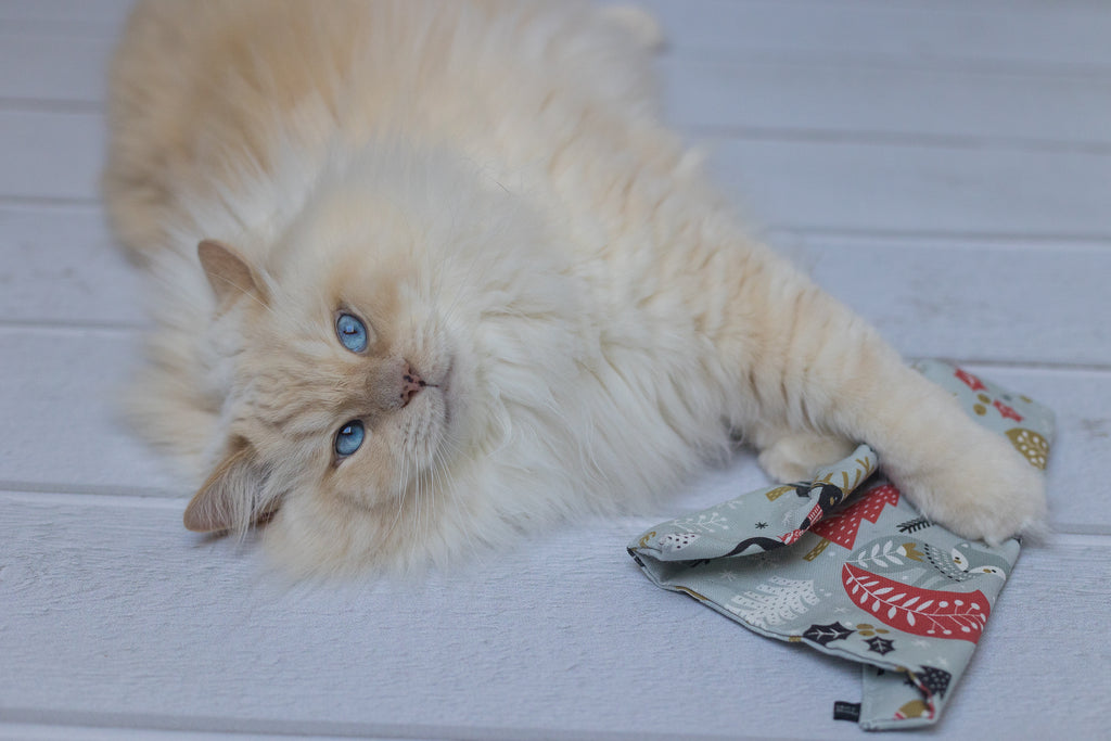 winter wonder crinkle