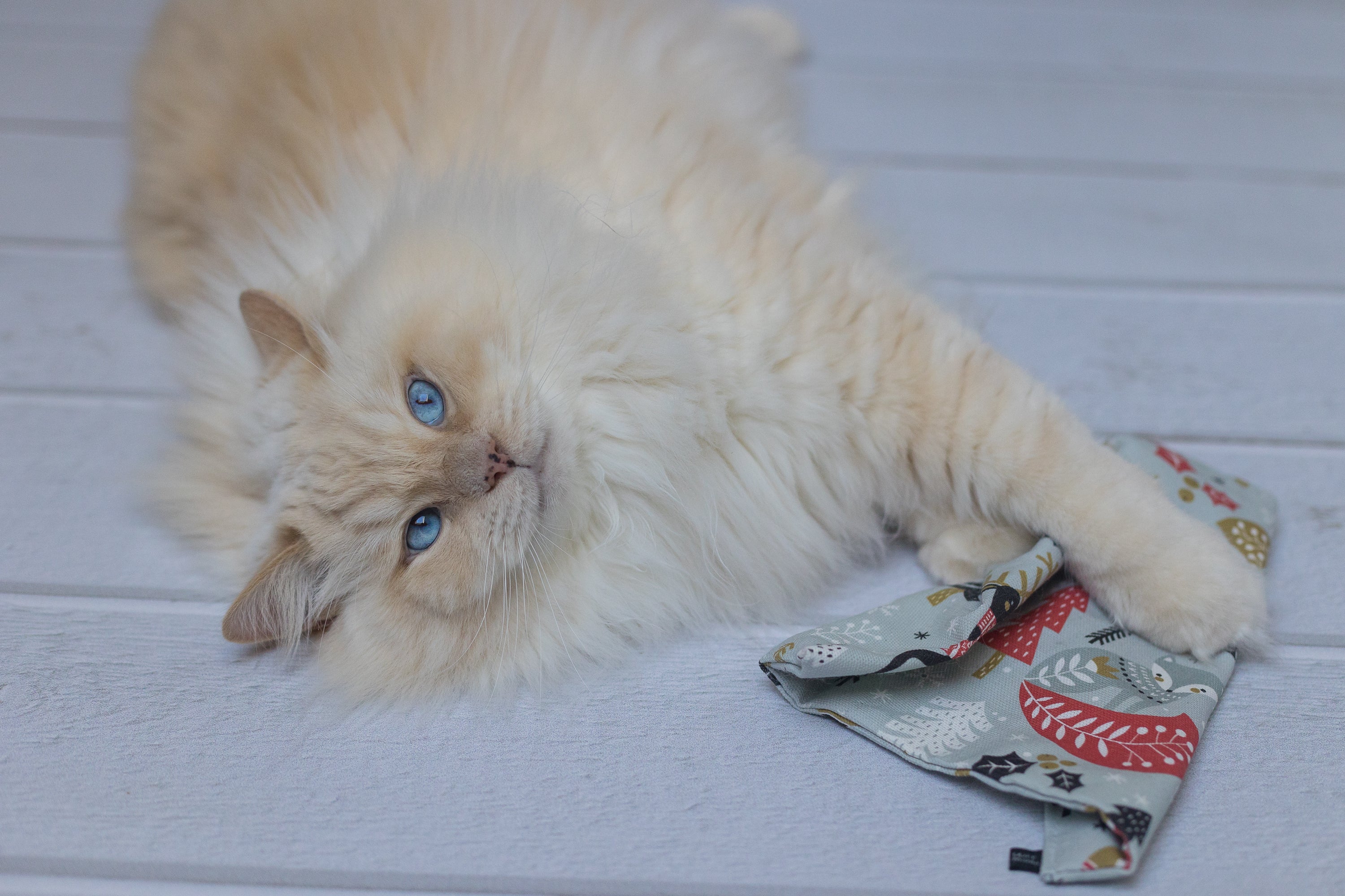 winter wonder crinkle