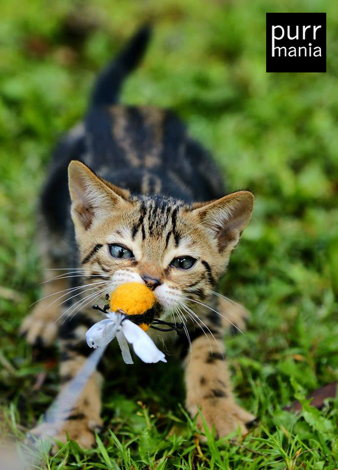 bumblebee Hummelangel