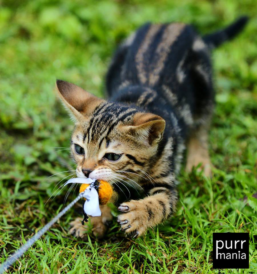 bumblebee Hummelangel