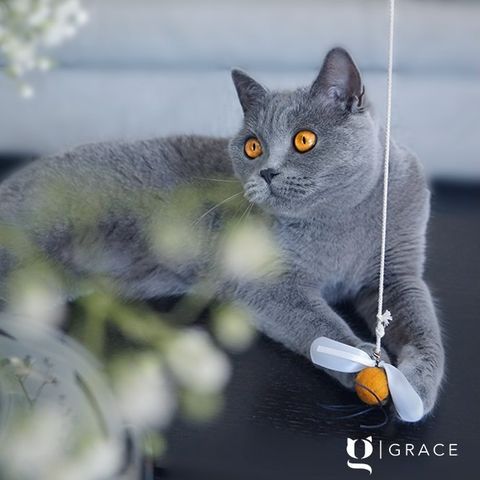 bumblebee Hummelangel