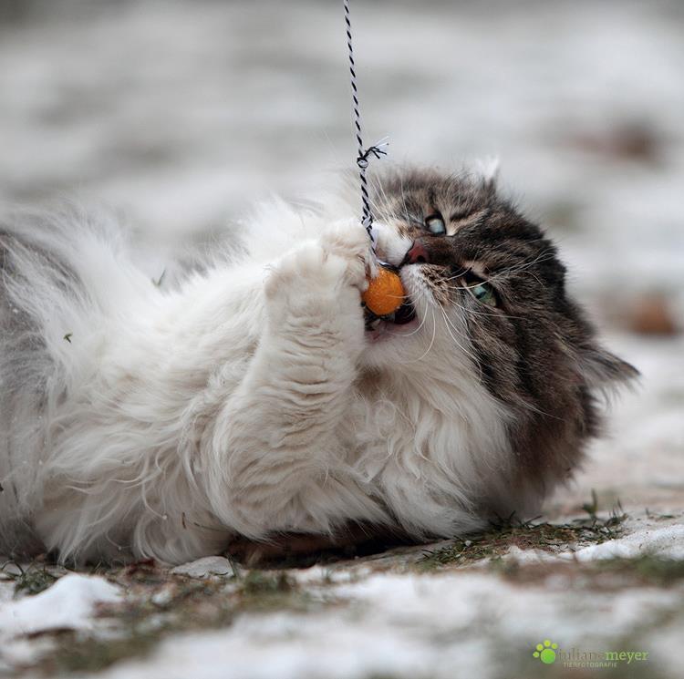 bumblebee Hummelangel