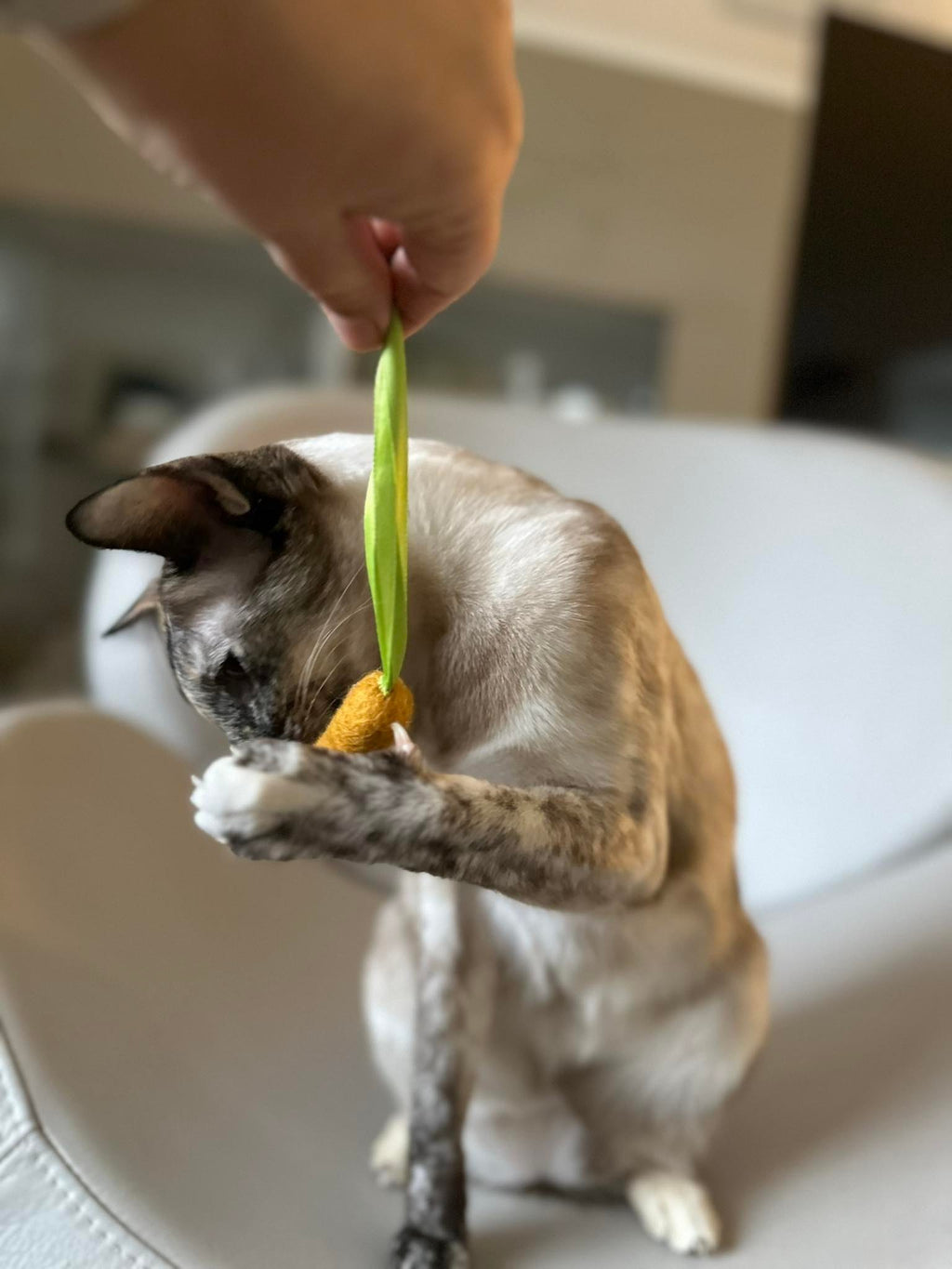 carrotski (Filzmöhre)