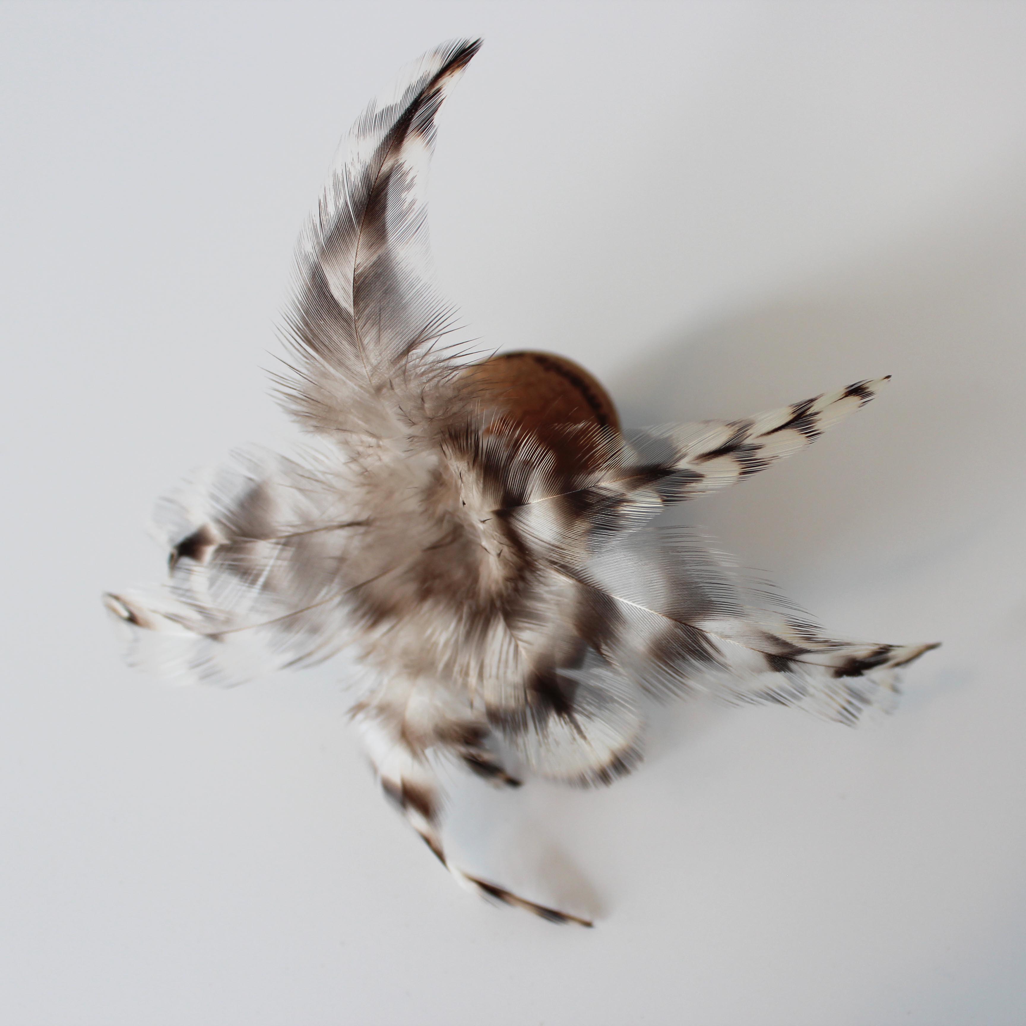 chickeria snitch chinchin