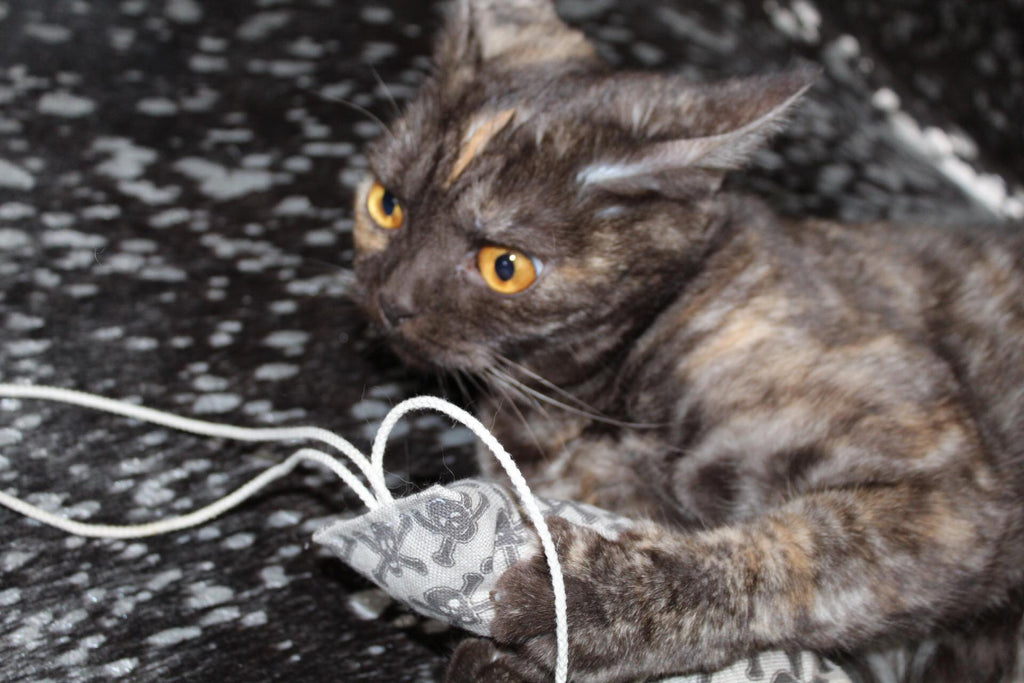 crunchy roll skulls grey