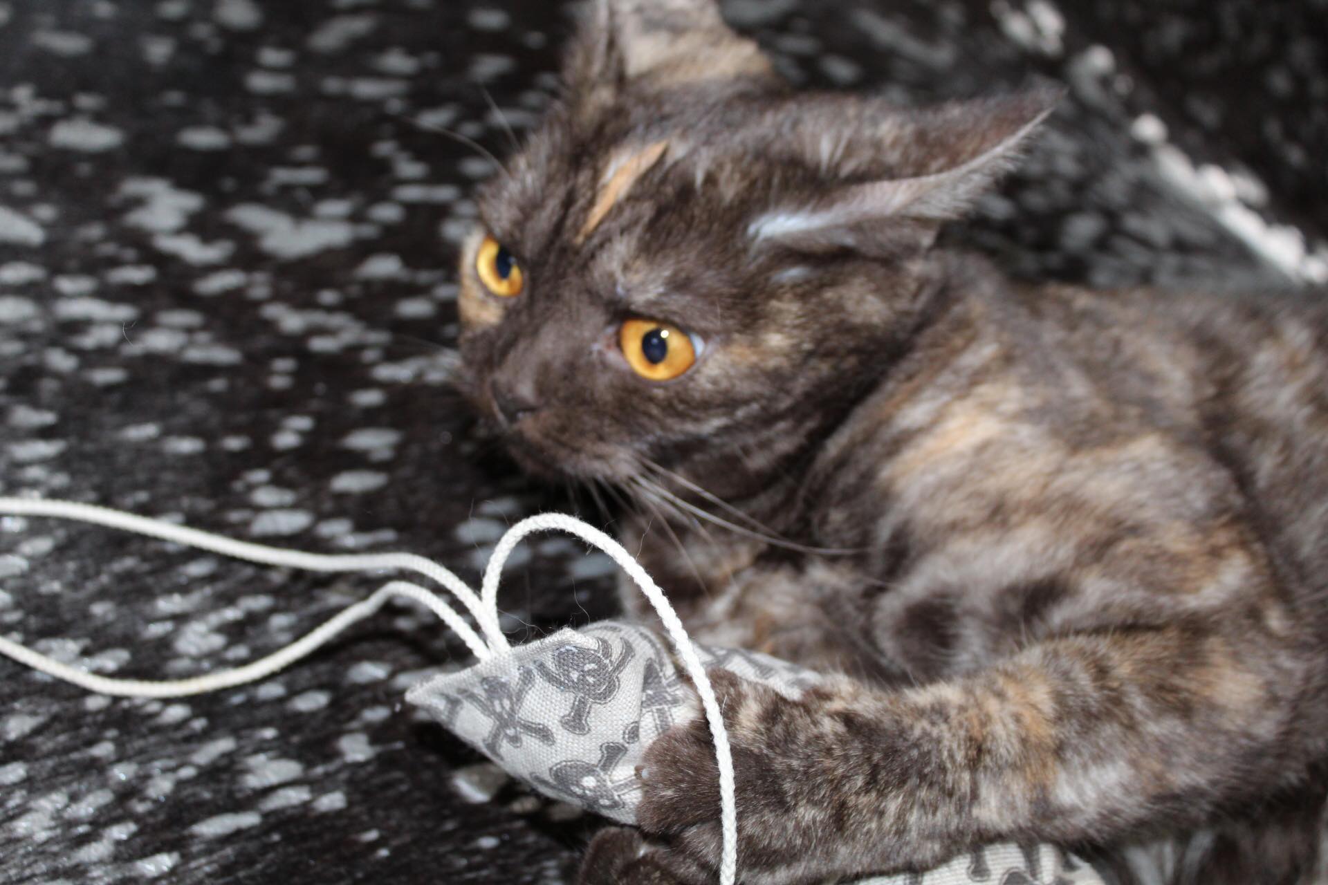 crunchy roll skulls grey