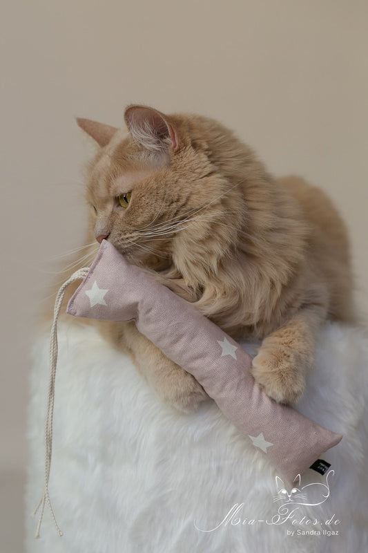 crunchy roll shine so bright