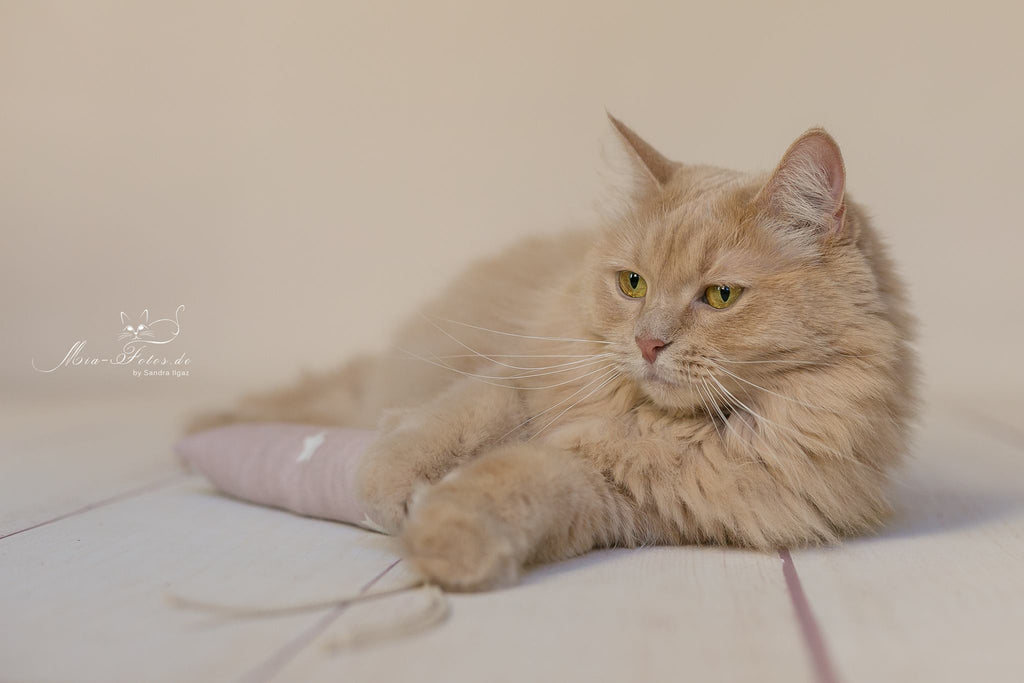 crunchy roll shine so bright