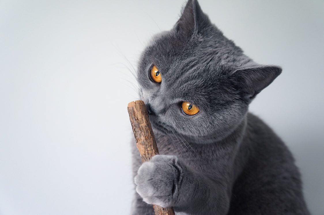 fatty extradicke Matatabi-Sticks naturbelassen