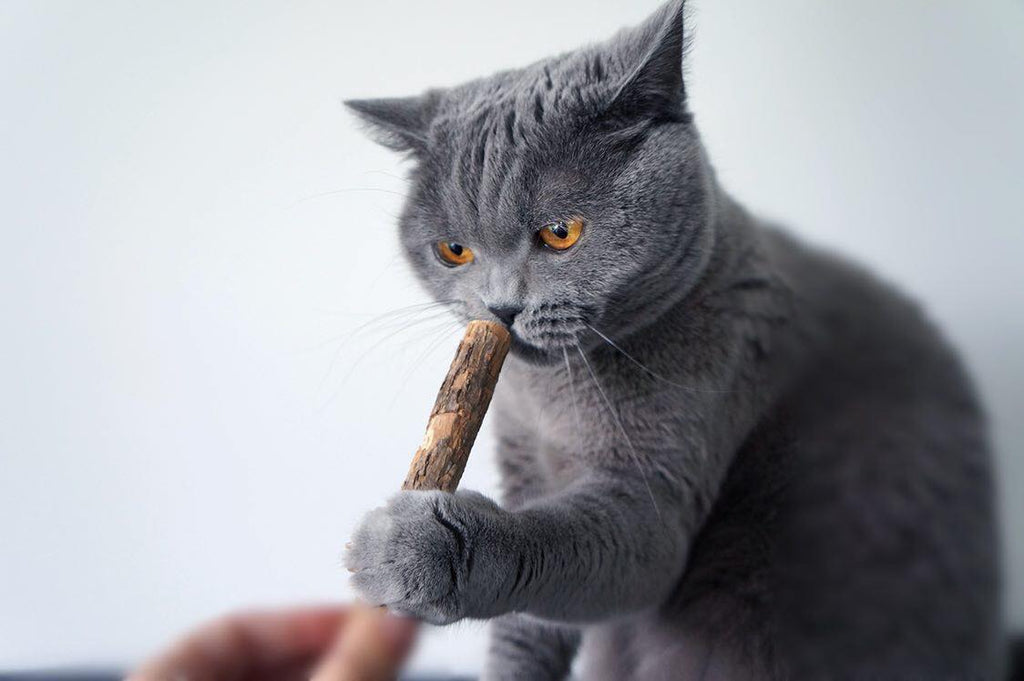 fatty extradicke Matatabi-Sticks naturbelassen