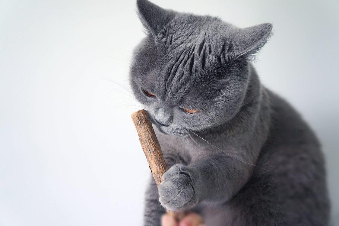 fatty extradicke Matatabi-Sticks naturbelassen