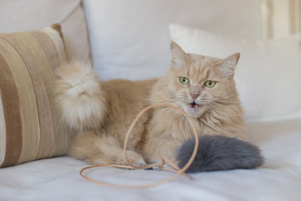 fluff leash