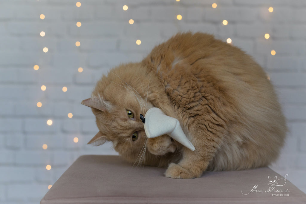 fortune cookie Catnip (wooly Adventskalender 2021)