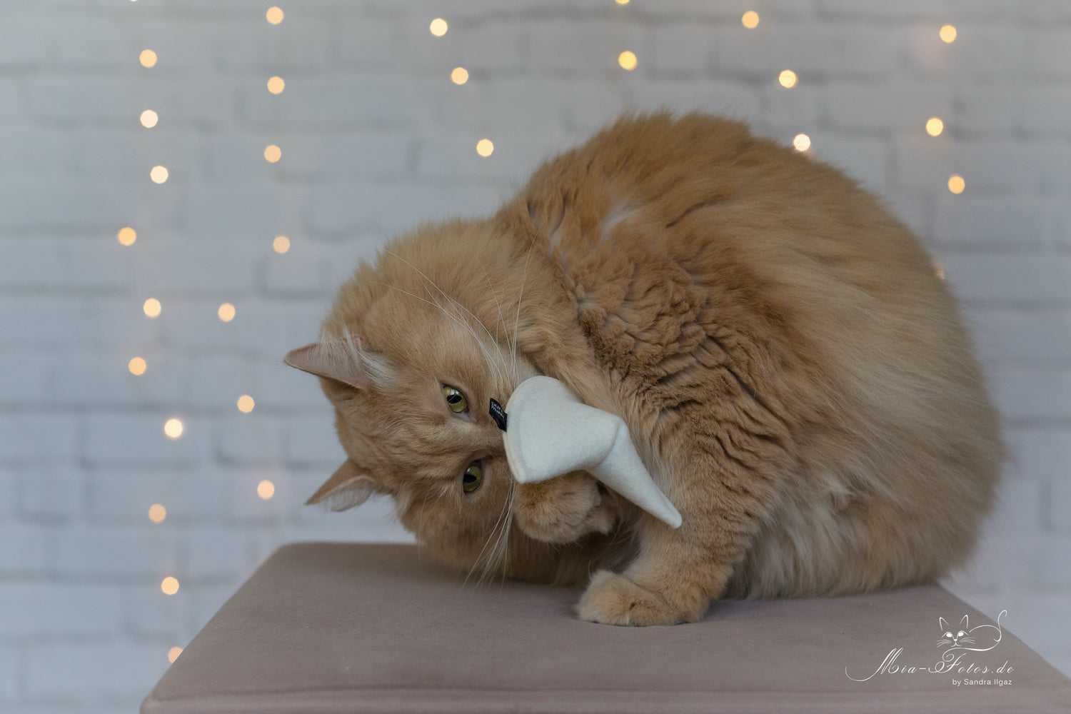 fortune cookie Catnip (wooly Adventskalender 2021)