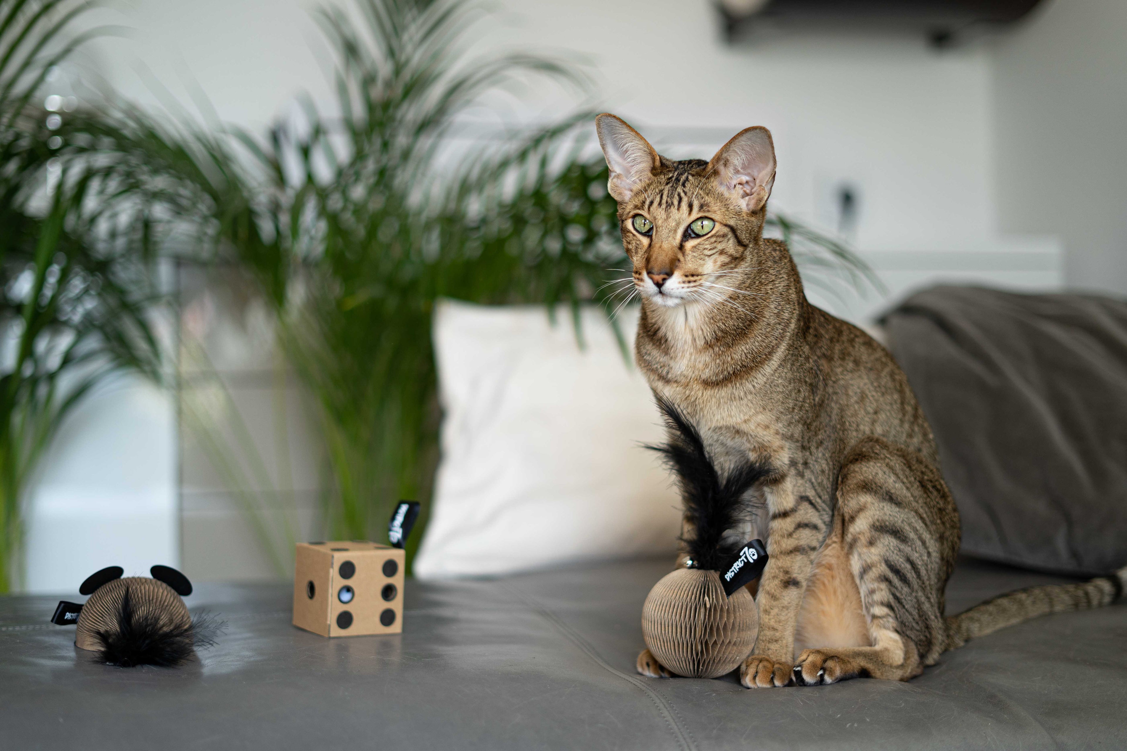 Geschenkset Pappspielzeuge: Maus, Ball + Würfel gift set cardboard cat toys: mouse, glory, dice