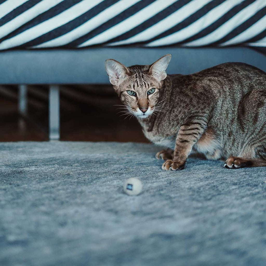 hempy Rasselball Adventskalender 2023